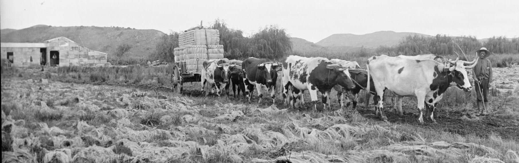 Flax ready for shipment